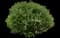 Shrubby cinquefoil — design image 1