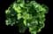 Hollyhock — design image 5