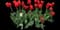 Tulip 'Cadans Triumph' — design image 1