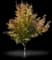Red Maple Tree — design image 4