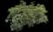 Pittosporum Mojo® — design image 5