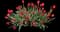 Tulip 'Batalinii Bright Gem' — design image 1
