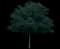Royal Walnut — design image 1