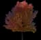 Flowering Pear Tree — design image 3
