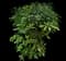 Japanese Laurel — design image 3