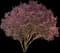 Saucer Magnolia Tree — design image 8