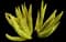 Asparagus Fern Plant — design image 12