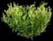 Greenfinity Cherry Laurel Shrub — design image 2