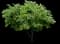 Eastern Redbud Tree — design image 5