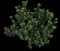 Indian Hawthorn (Rhaphiolepis indica) — design image 16