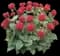 Scarlet Beebalm — design image 1