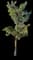 Paperbark Maple Tree — design image 2