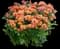 Chrysanthemum (Orange) — design image 2