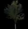 Flowering Pear Tree — design image 15