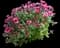 Chrysanthemum (Red) — design image 2