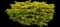 Good Vibrations® Gold Juniper — design image 2