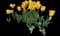 Tulip 'Desert Sun' — design image 2