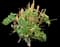 Oil Shale Columbine — design image 2