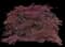 Red Dragon Japanese Maple Tree — design image 1