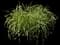 Fountain Grass (Pennisetum) — design image 3