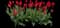 Tulip 'Teddy Kollek Single Late' — design image 1