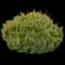 Slowmound Mugo Pine — design image 1