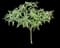 Oriental Paperbush Shrub — design image 3