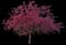 Prairifire Flowering Crabapple Tree — design image 5