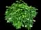 Oakleaf Hydrangea Shrub — design image 9