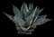 Whale's Tongue Agave — design image 2