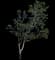 Buttonwood — design image 5