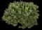 Olive Tree — design image 10