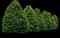 Greenleaf American Holly Shrub — design image 2
