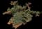 Trumpet Vine Plant — design image 1