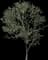 Blackthorn — design image 6