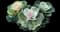 Bright and Early White Brassica — design image 2