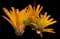 Orangeade Bromeliad — design image 1