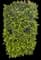 Chinese Banyan — design image 8