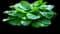 Blue Angel Hosta — design image 1