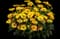 Tuscan Sun Perennial Sunflower — design image 4