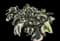 Algerian ivy — design image 1