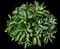 Showy stonecrop — design image 4
