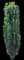 Sky Pencil Holly Tree — design image 2