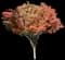 Green Vase Zelkova — design image 2