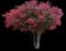 Tonto Crape Myrtle Tree — design image 1