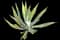 Marginata Agave Plant — design image 7