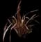 New Zealand Flax (Phormium tenax) — design image 14