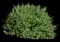 Baja Ruellia — design image 1