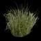 Feather Reed Grass — design image 6