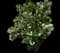 Eastern Snowball Bush — design image 9